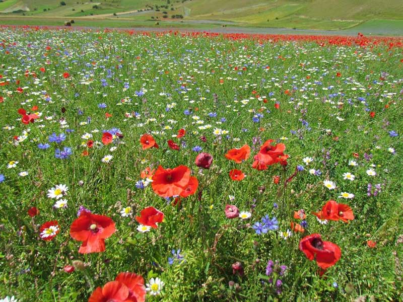 11-campi coltivati di Castelluccio