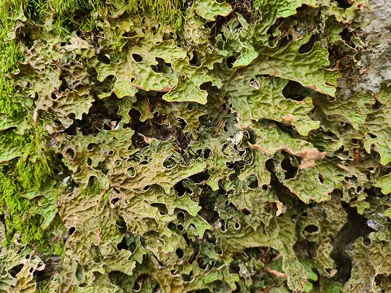19-lichene Lobaria pulmonaria