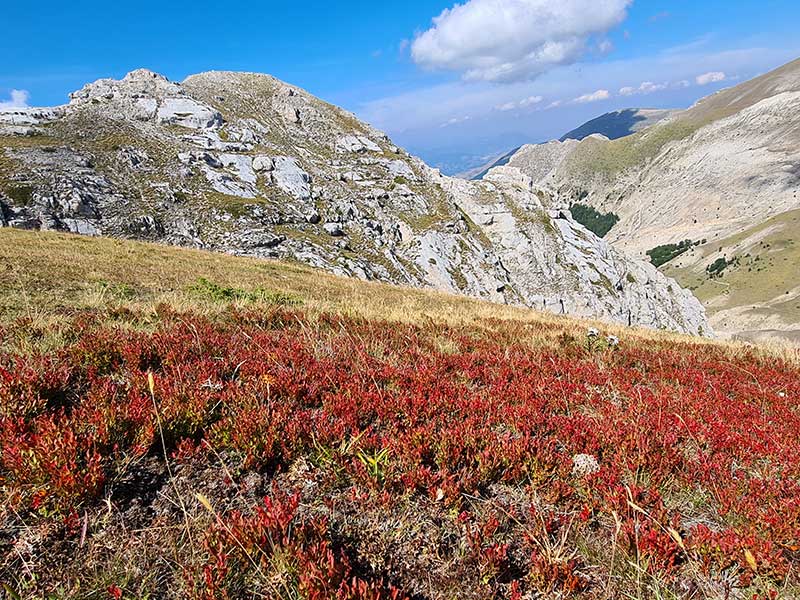 22-praterie ingiallite dalta quota del massiccio del monte Bove