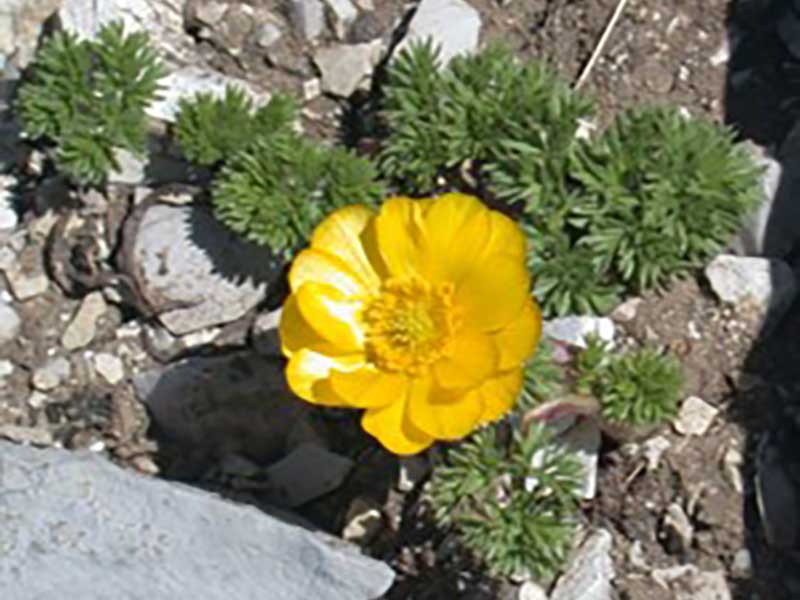 25-adonide curvata