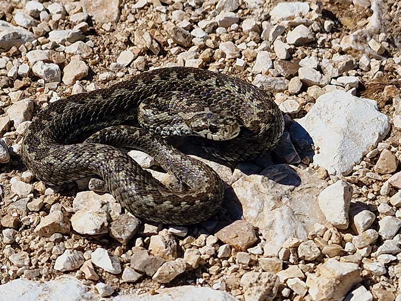 26-Vipera ursinii