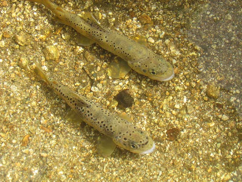 32-trota mediterranea